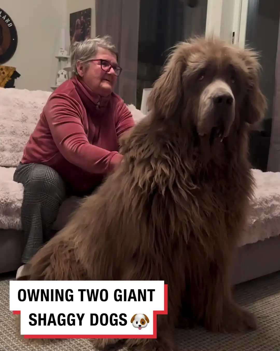 Mum to two gigantic shaggy dogs