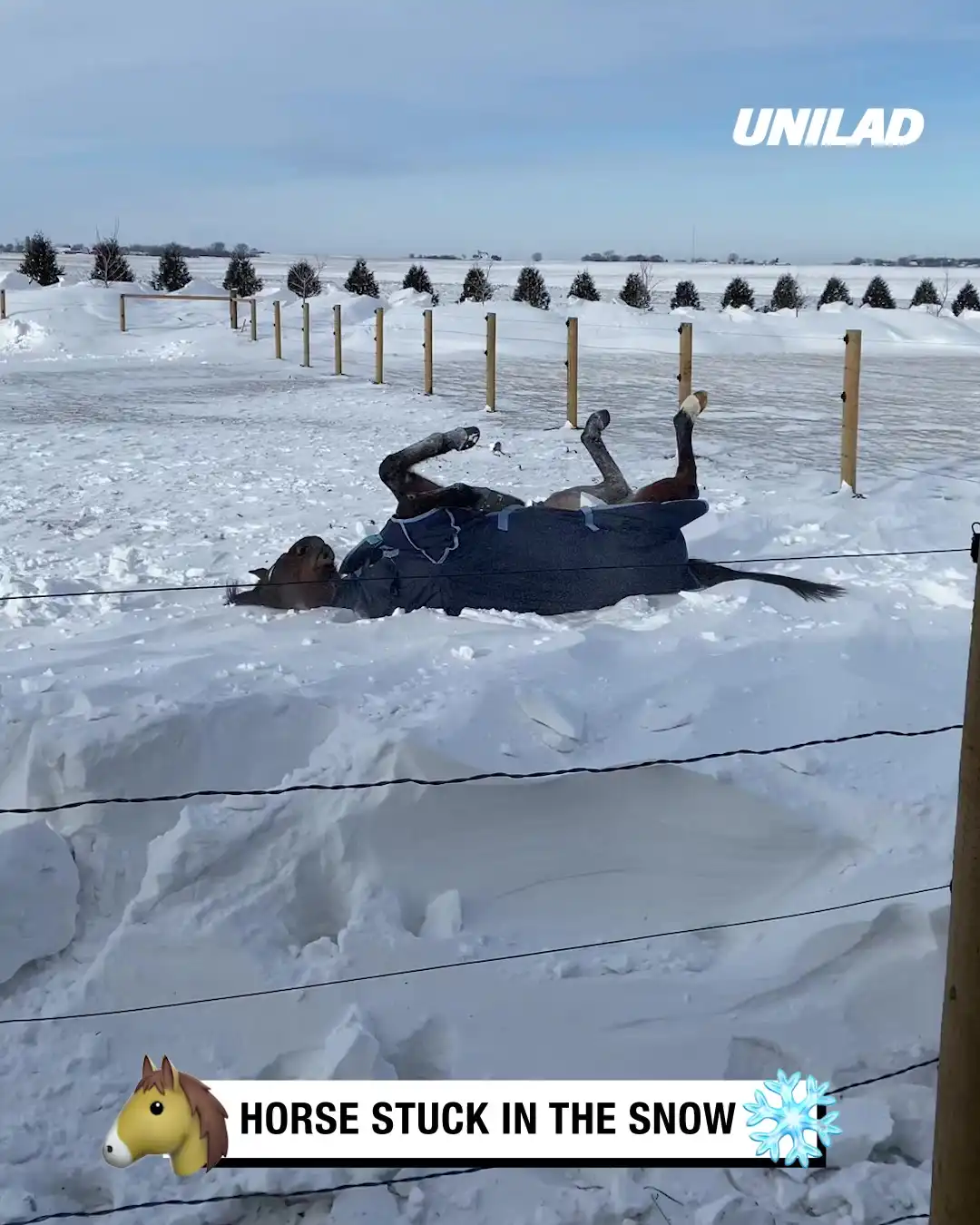 Dramatic Horse Stuck In Snow