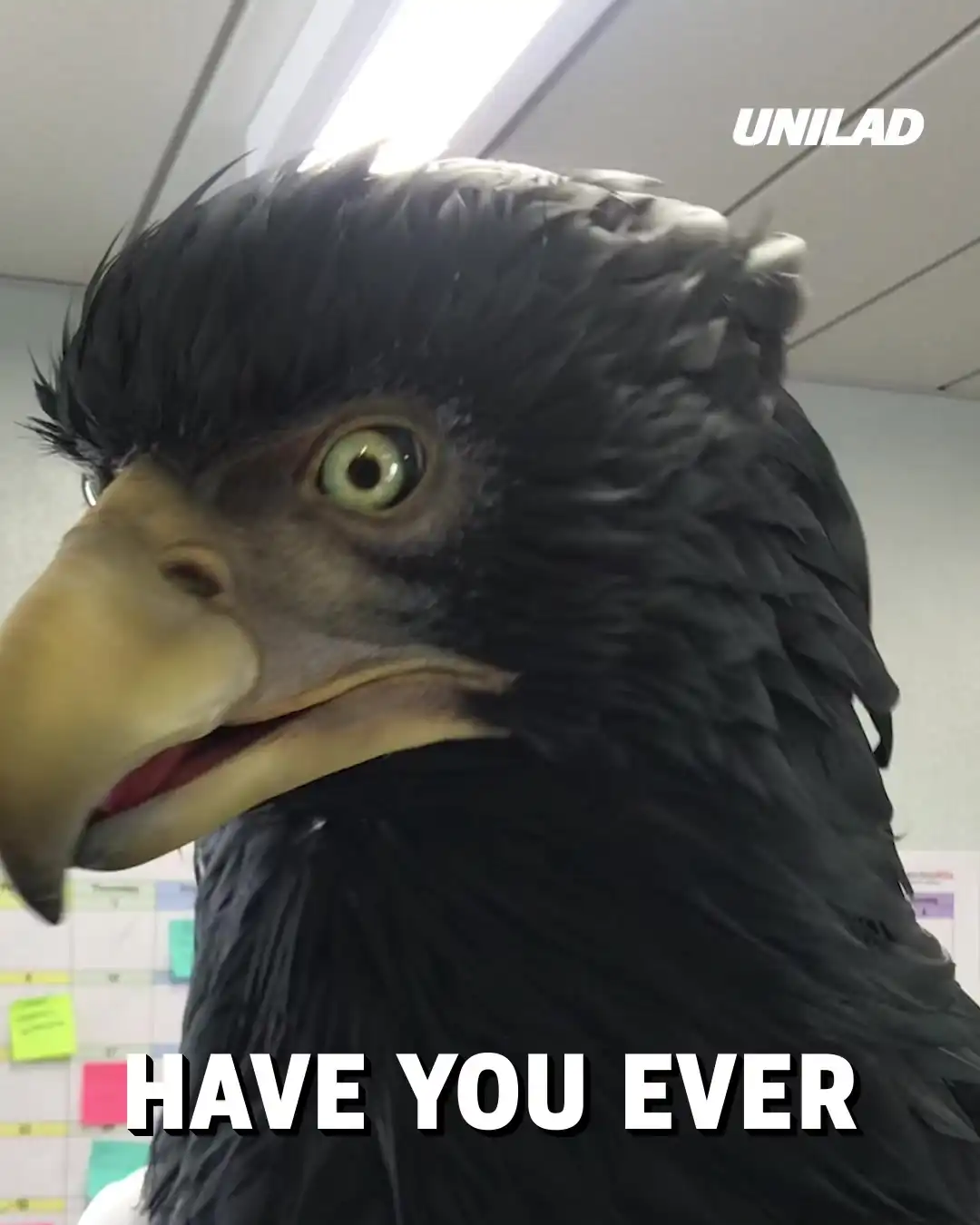 Incredible animatronic Eagle costume