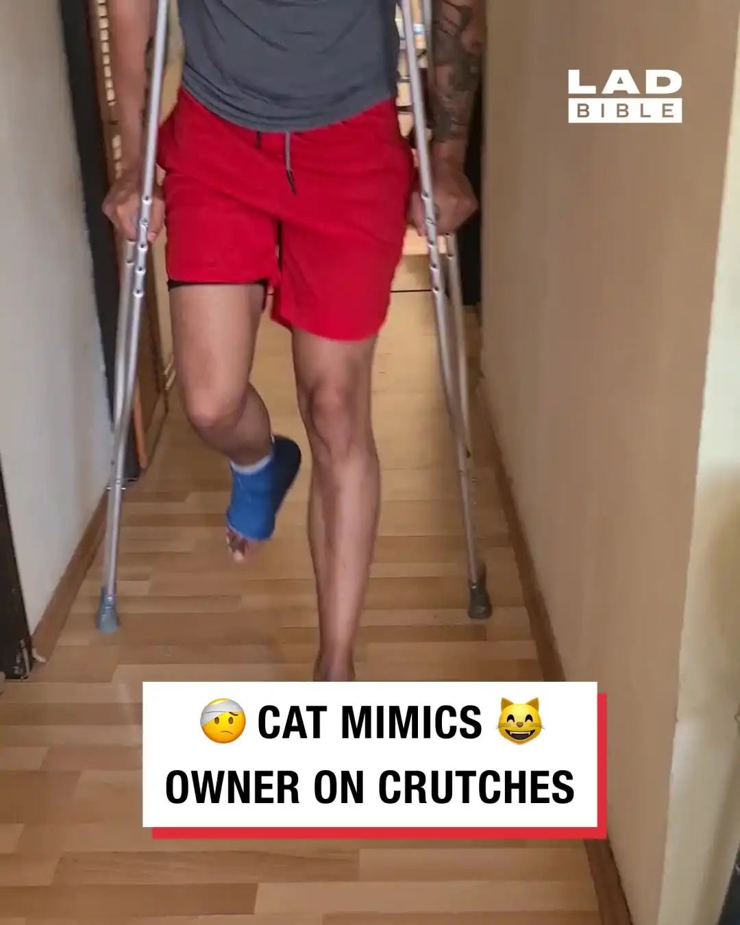 Cat Mimics Hurt Owner