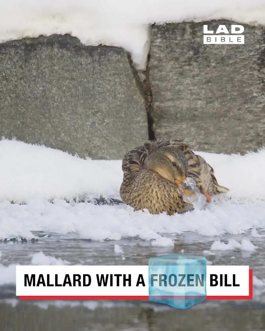 Mallard With Frozen Bill