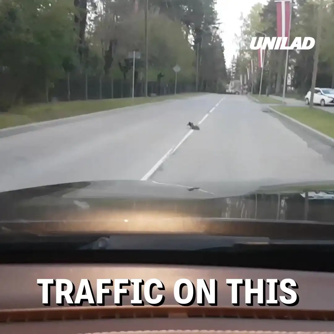 Crow Helps Hedgehog Across Street