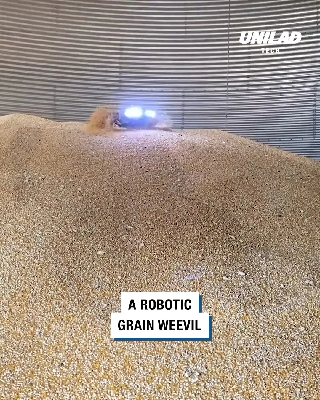 Grain weevil robot automatically cleans grain silos