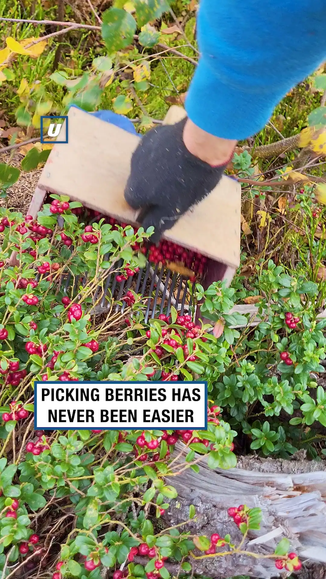 Satisfying berry picker tool