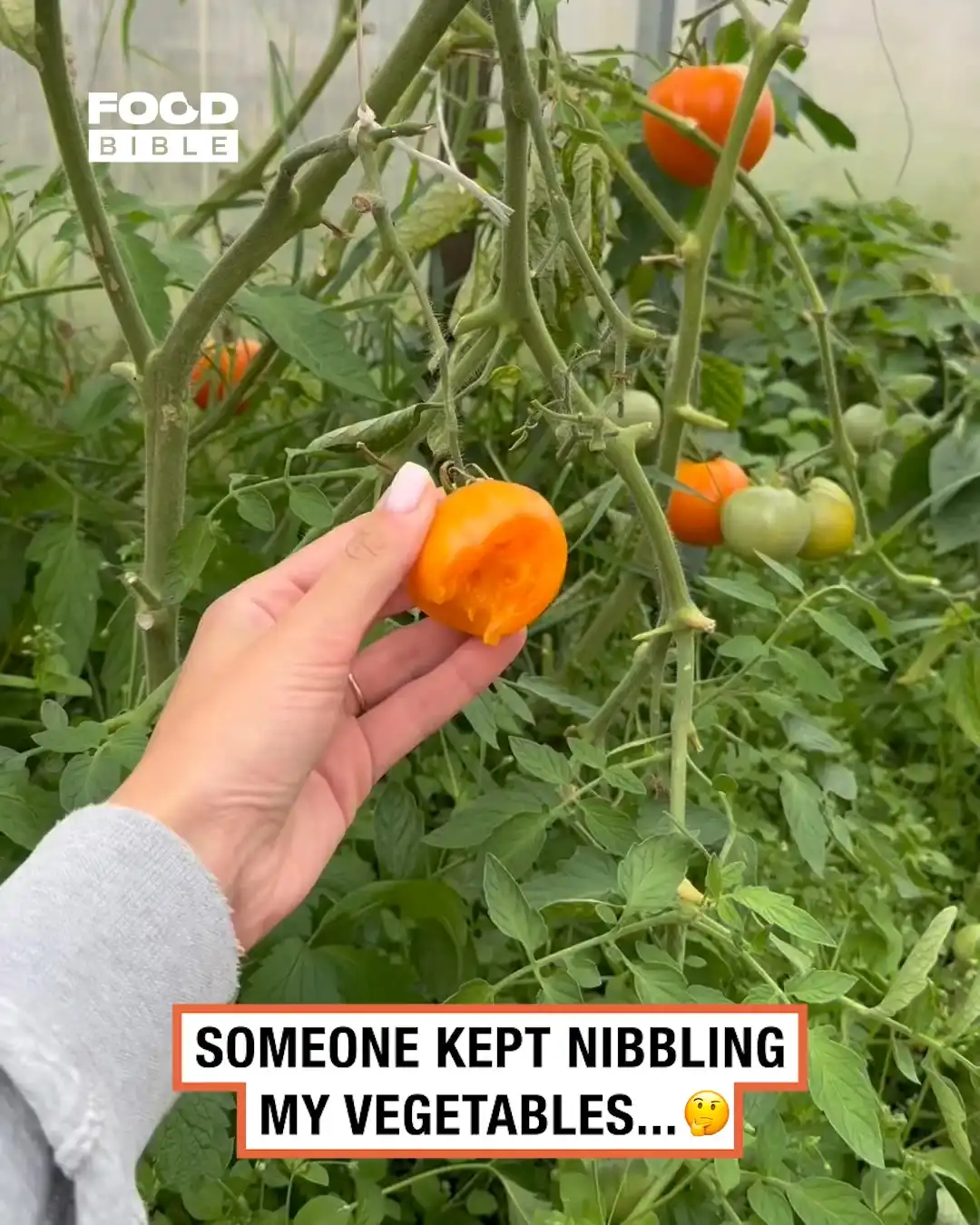 Catching the greenhouse veggie nibbler π§π