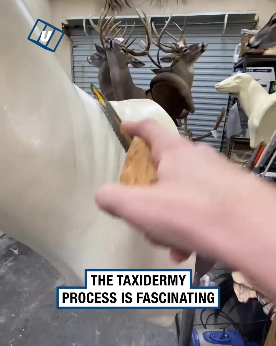 The taxidermy process is fascinating