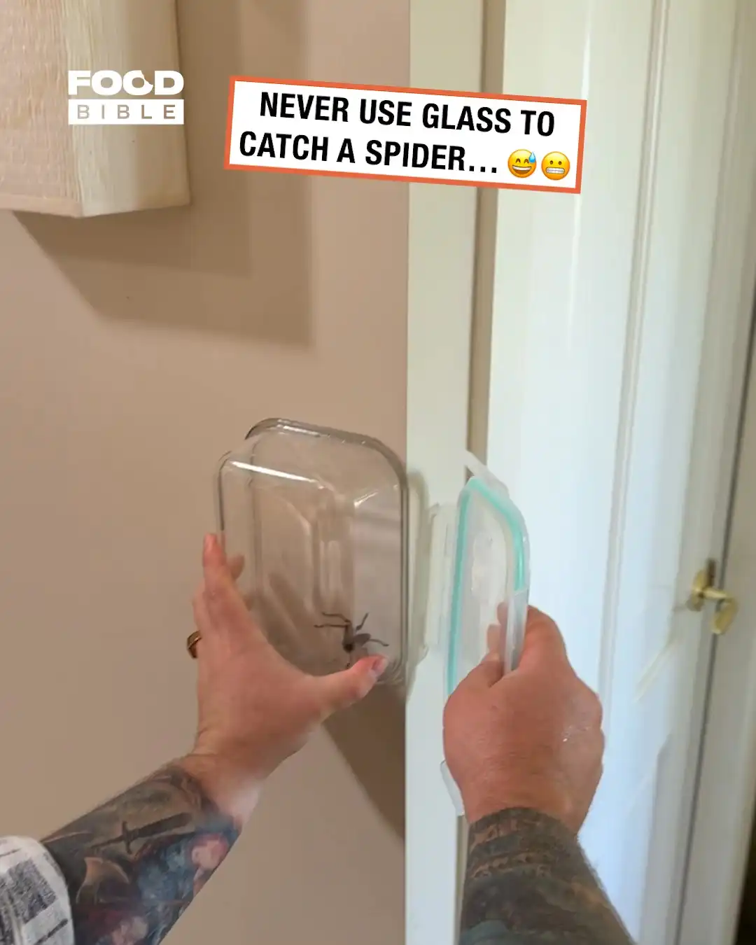 Catching a spider ends in disaster π·οΈπ