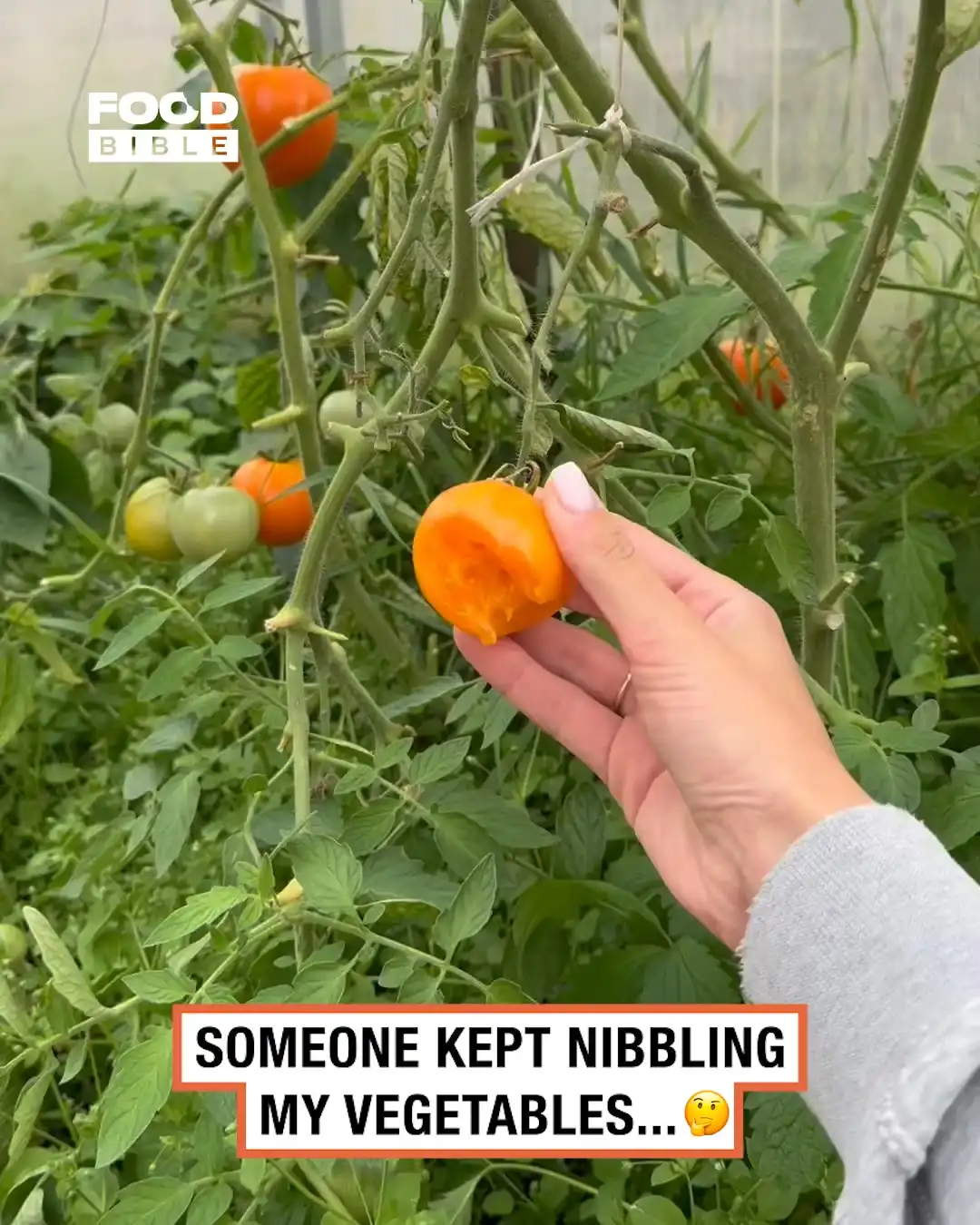 Catching the greenhouse veggie nibbler 🧐🍅
