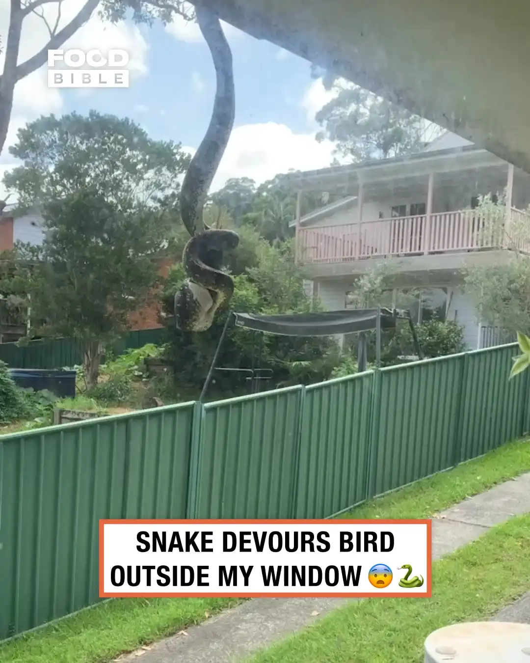 Python devours a bird outside our window ππ¨