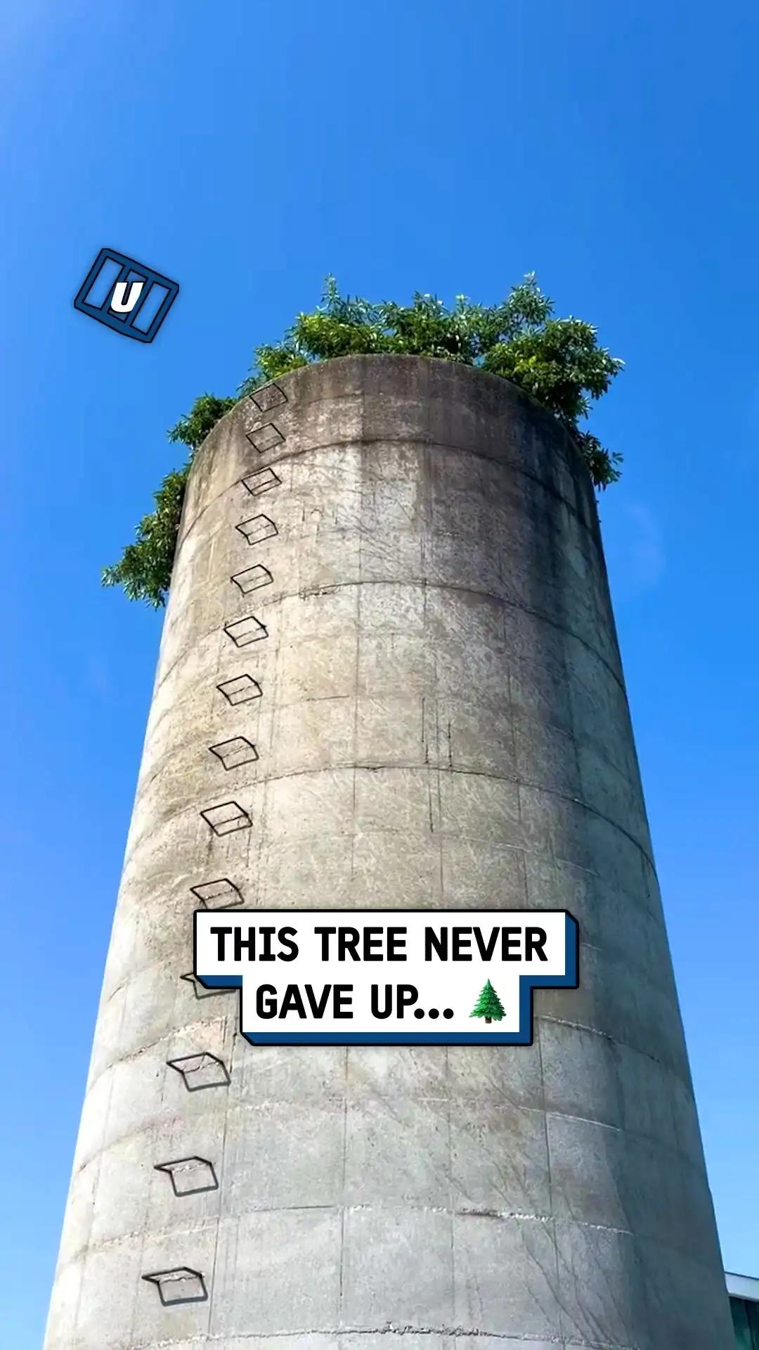 This tree never gave up 🌲🤩
