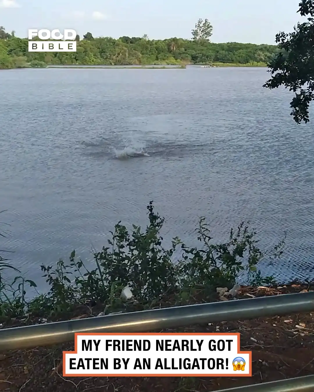 Alligator Snaps at Swimmer π