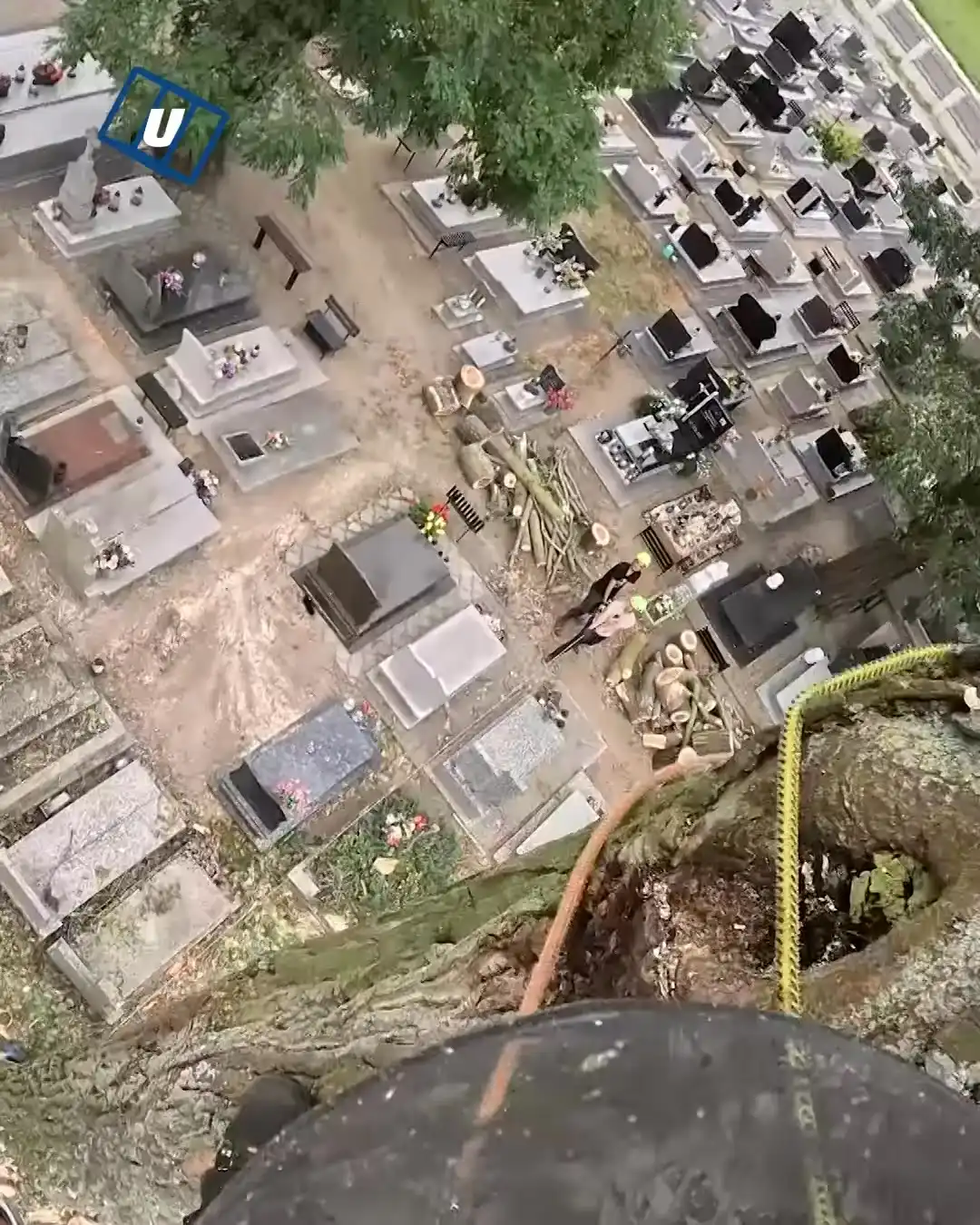 Cutting a tree in a cemetery
