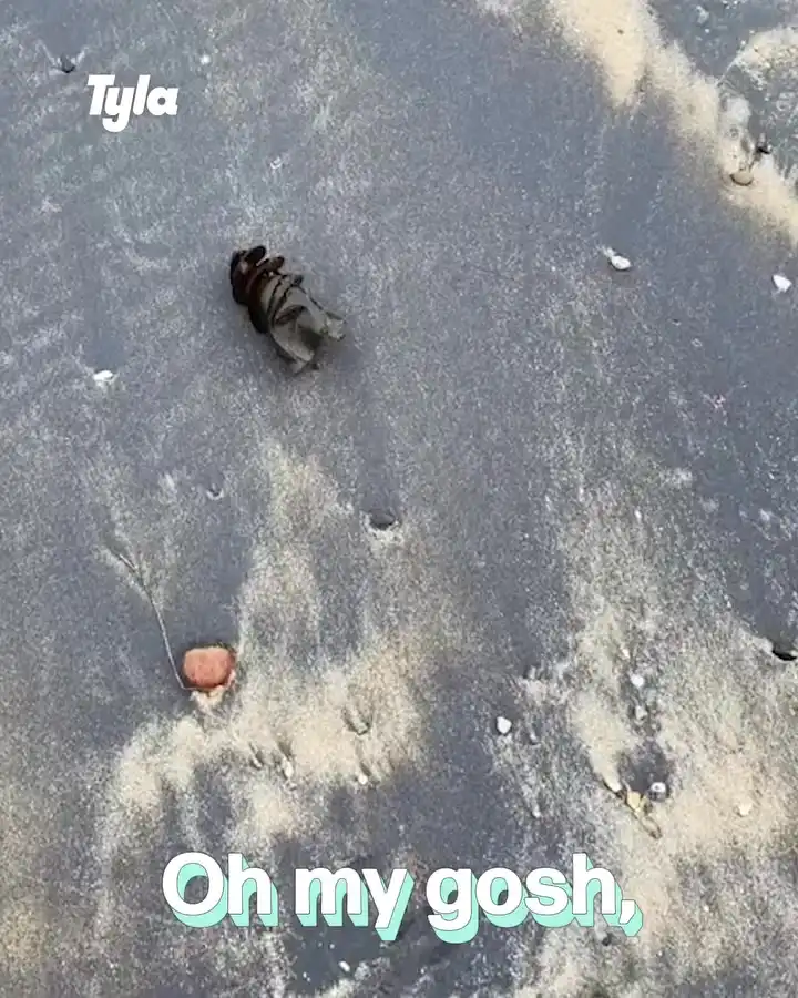 Unique beach finds educator