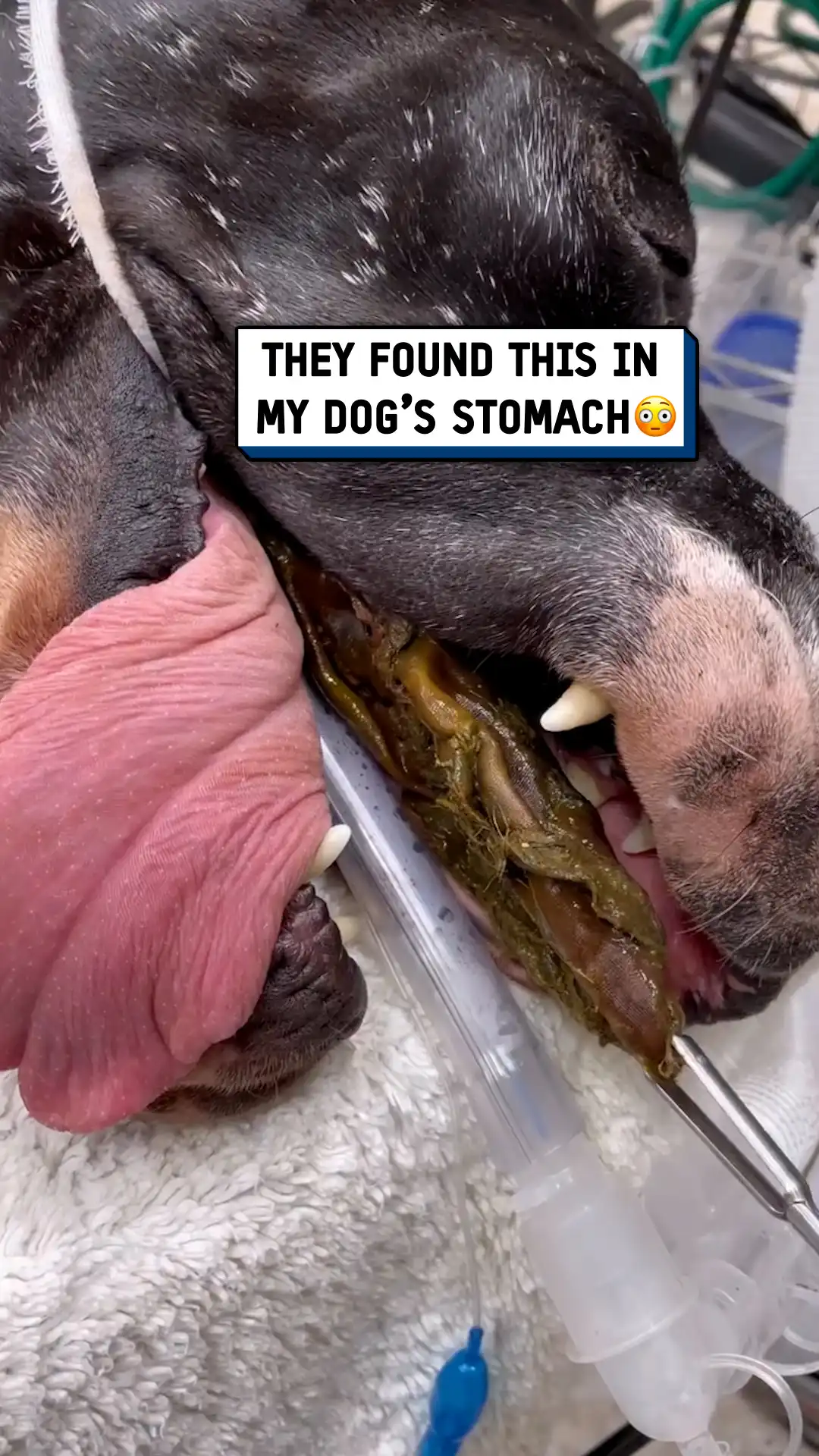 Endoscopic stuffed toy removal 🐶😮