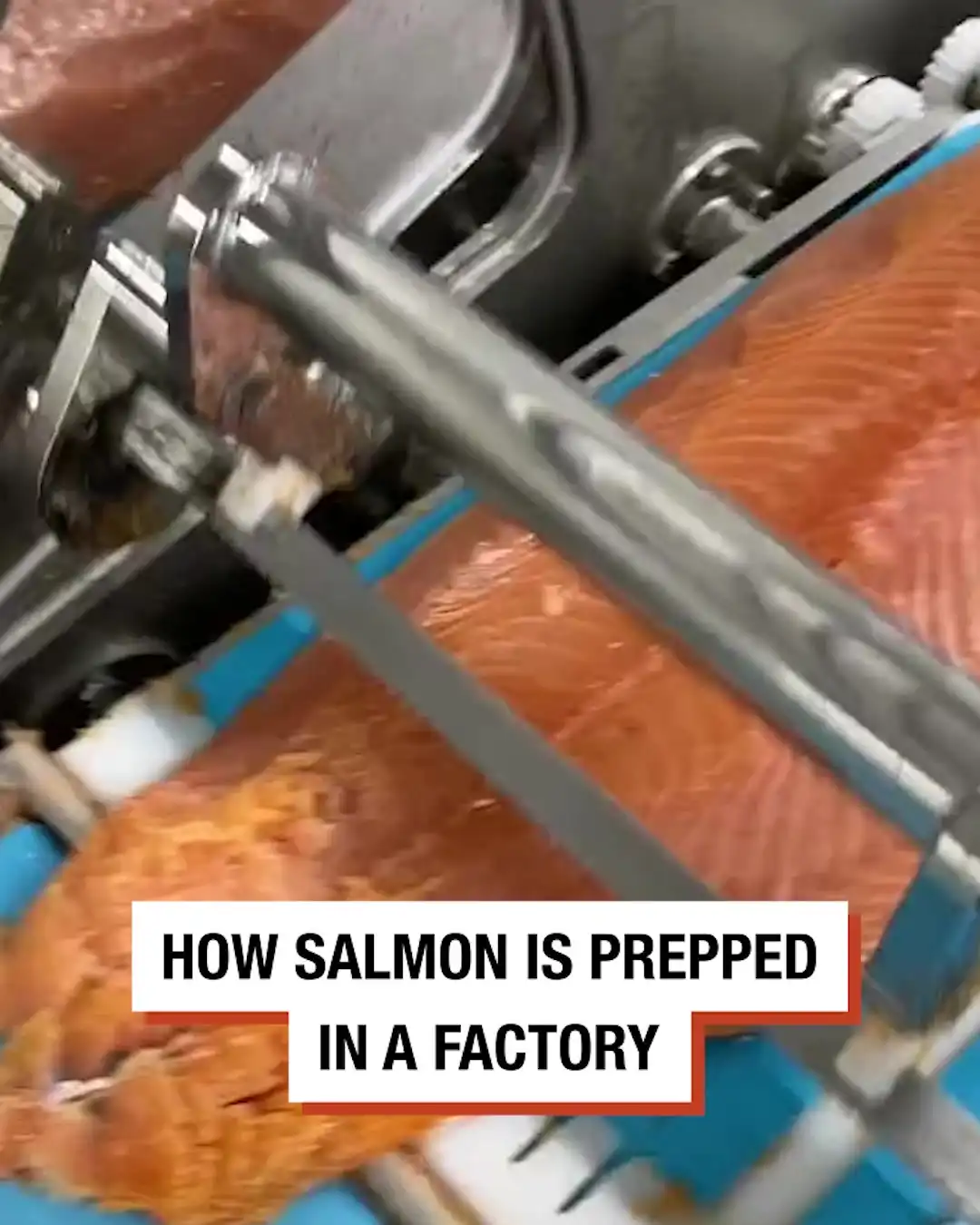 How Salmon Is Prepped In A Factory 🍣