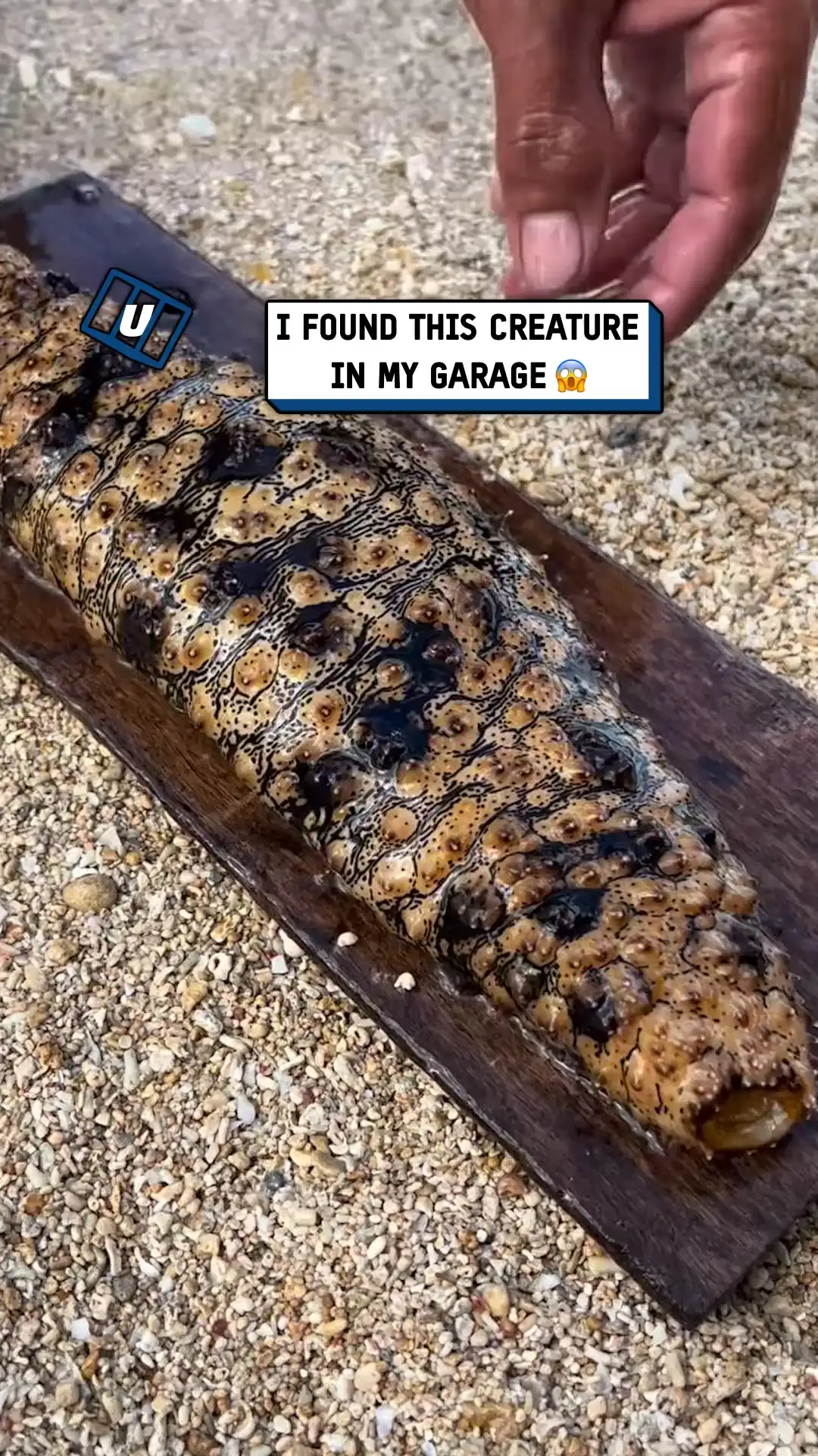 Opening up sea cucumber 🥒🤯