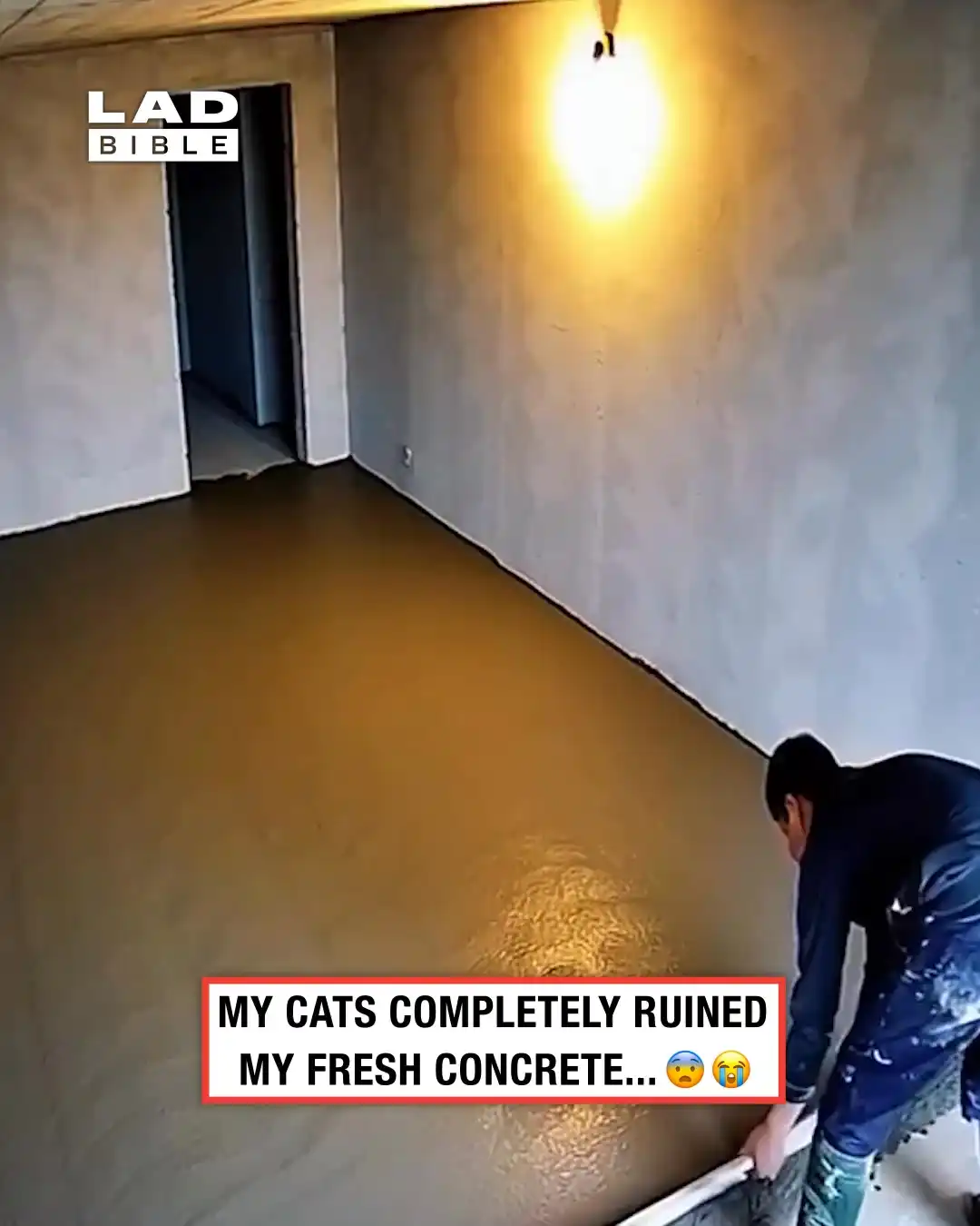 My cats ruined my fresh concrete 😳