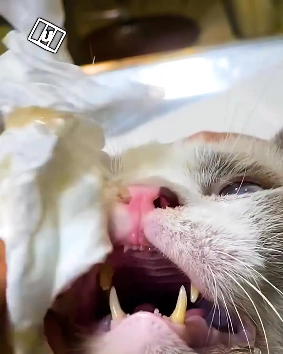 Pulling this out of my cat's nose 🤢👃