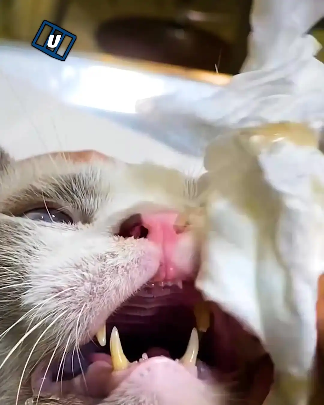 Pulling out my cat's nose 🐱😮