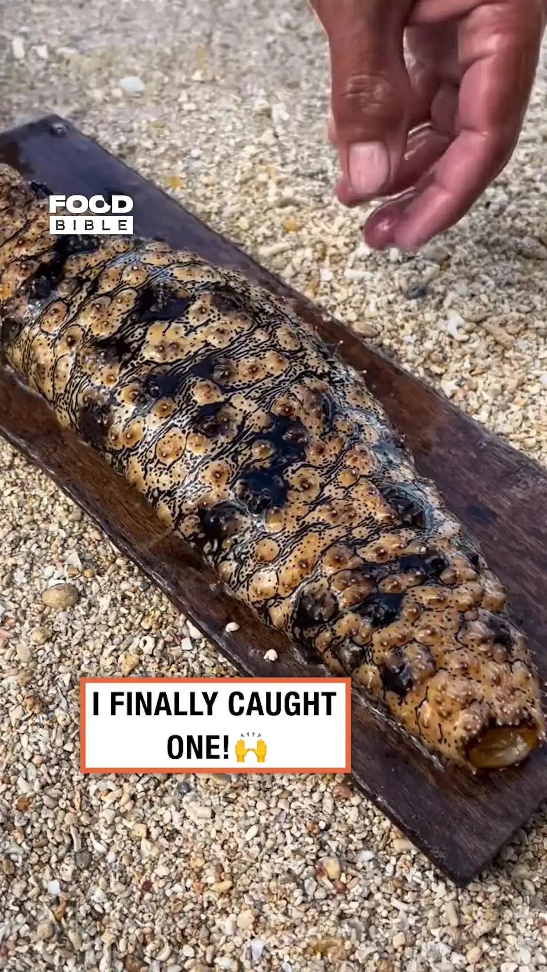 Opening up sea cucumber 🥒