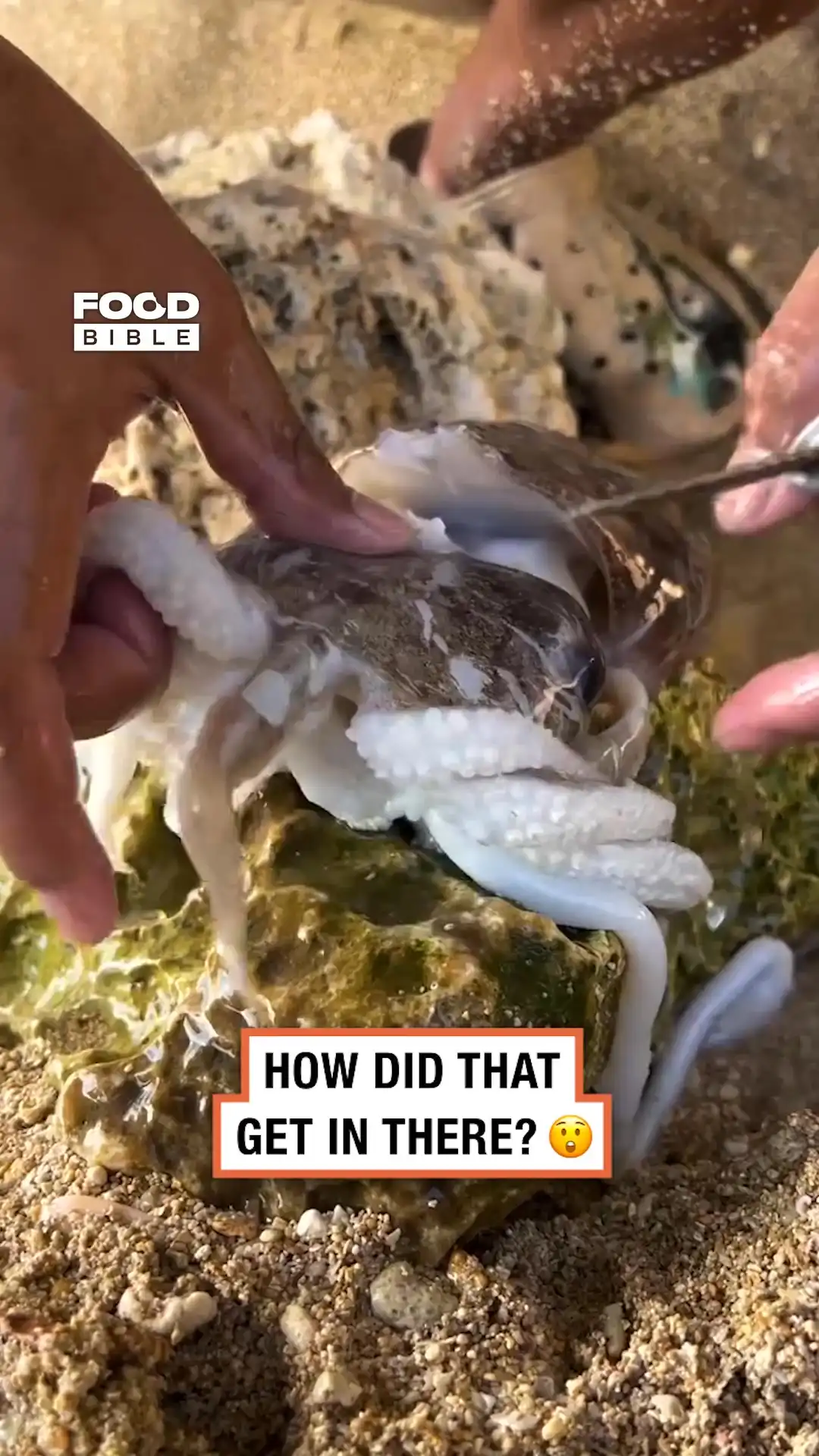 Pipe fish inside squid 🦑