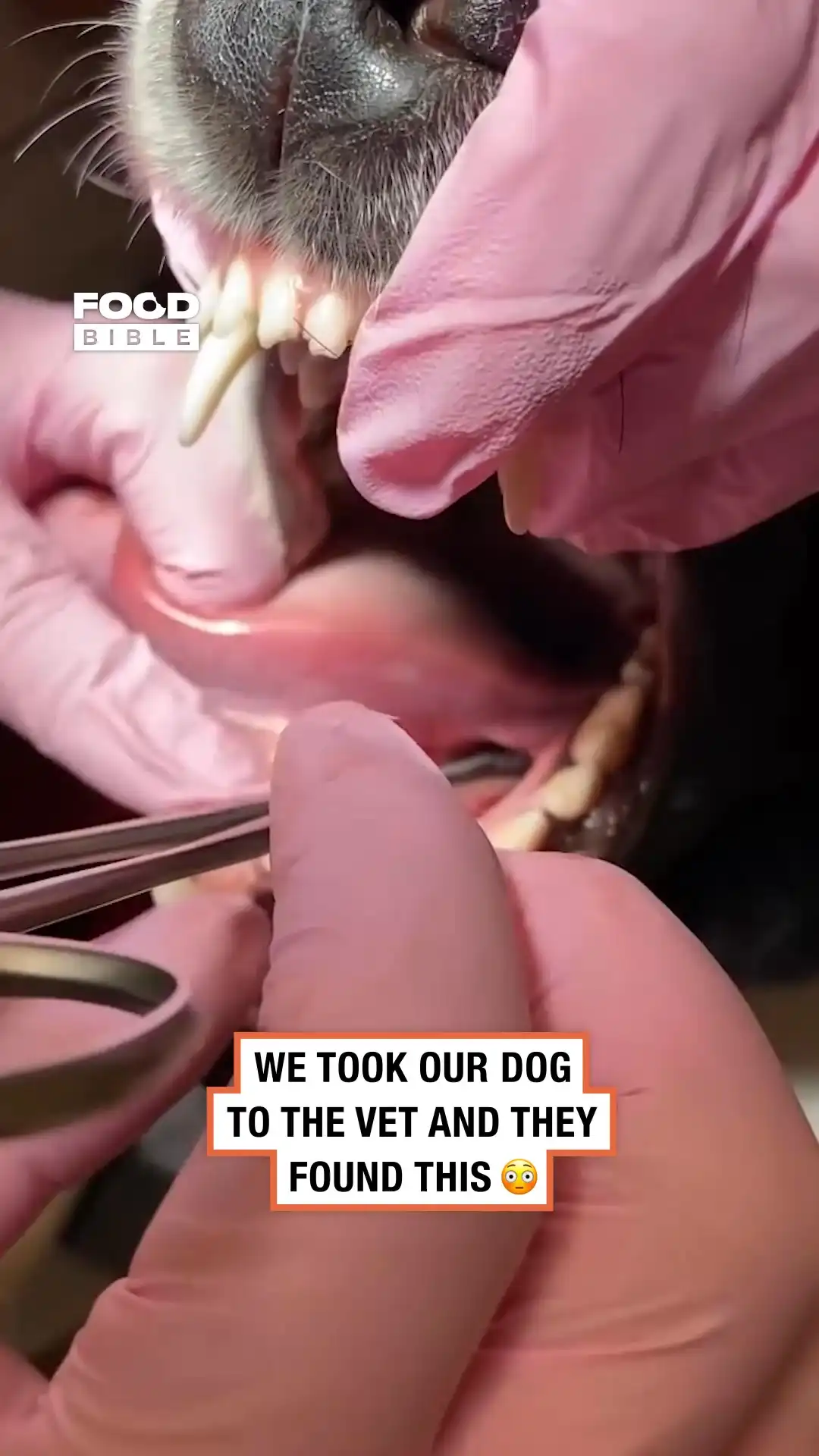 My dog swallowed this π³