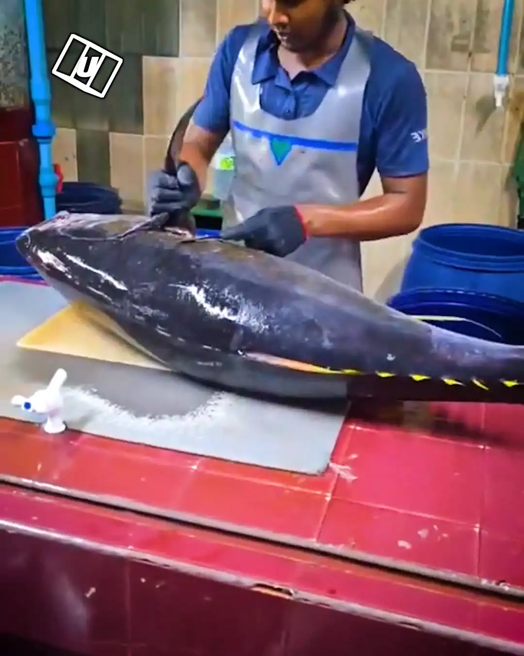 Satisfying Big Tuna Slices