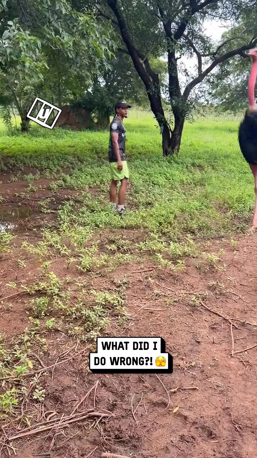 Ostrich turns on guy minding his own business  😳