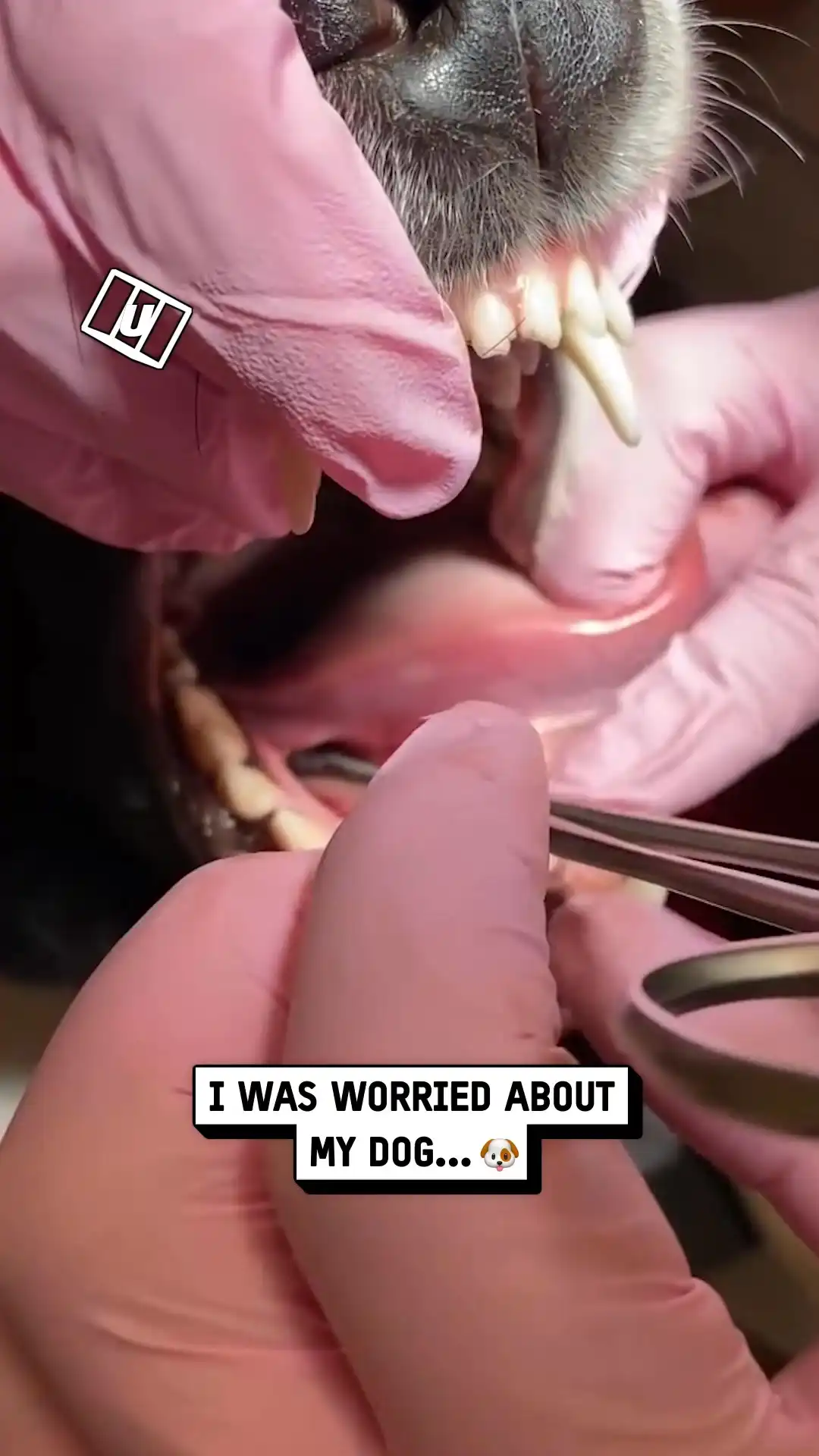 My dog swallowed this 💀