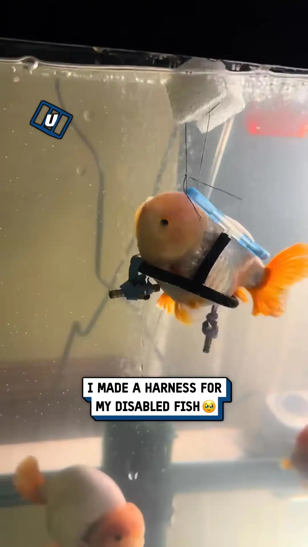 DIY fish harness 🐠🤯