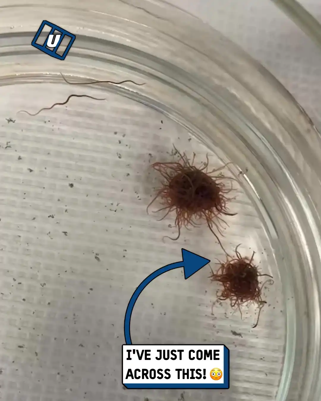 Creepy mysterious worm creatures 🤢🪱