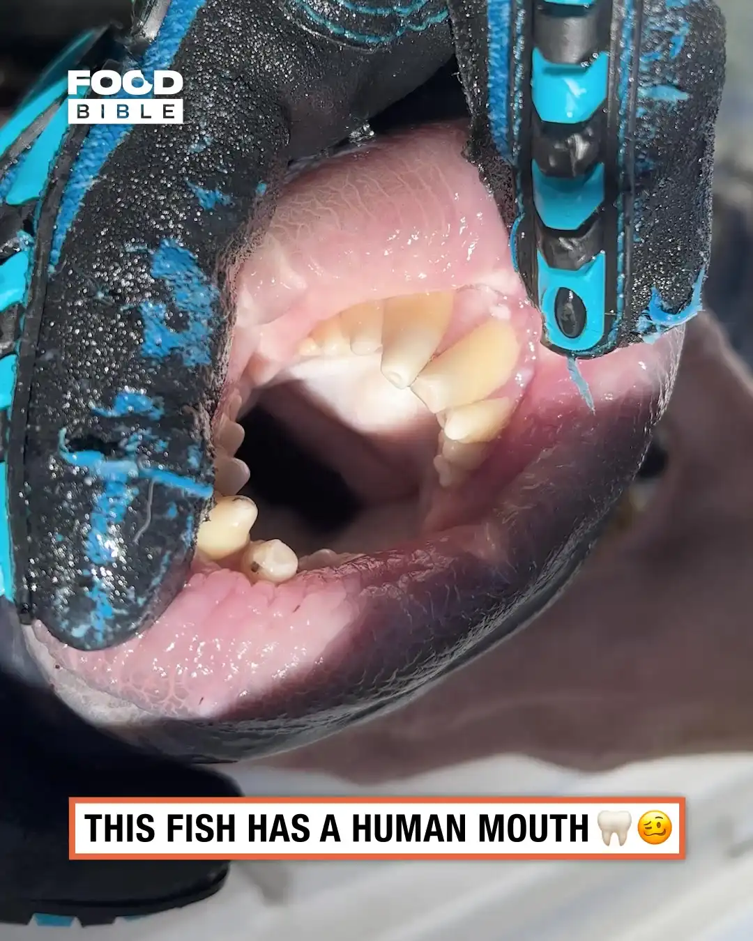 Triggerfish with human lips and teeth 🐟