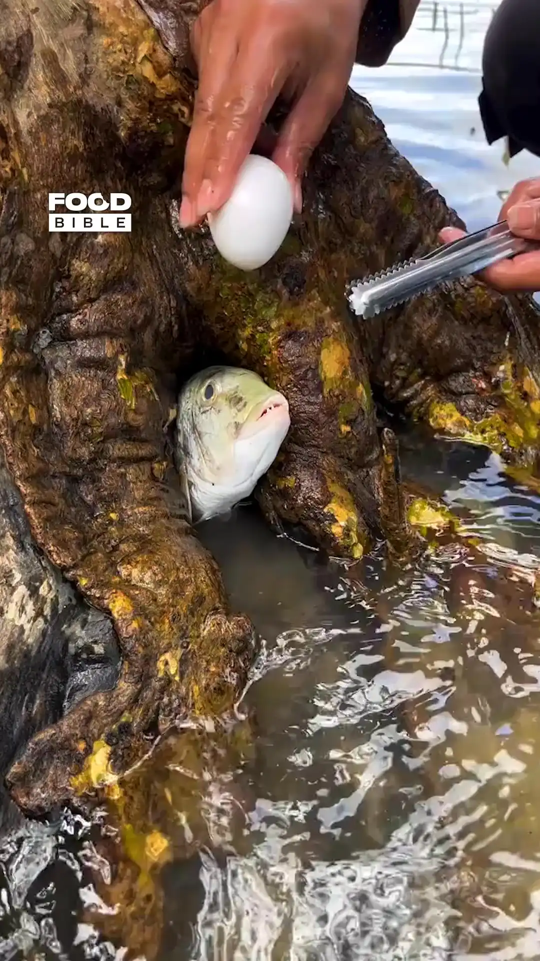 How to check if a fish is alive 🐟