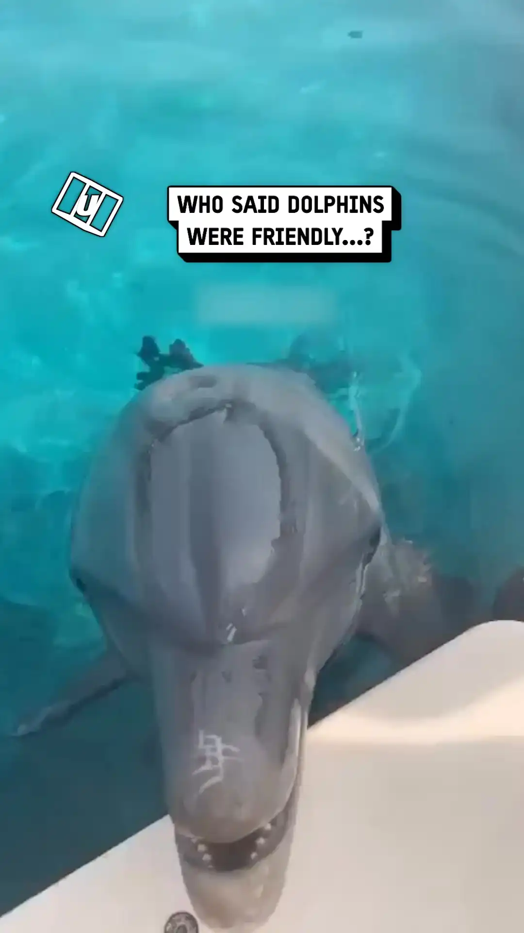 Dolphin Ate My Ring 💍🐬