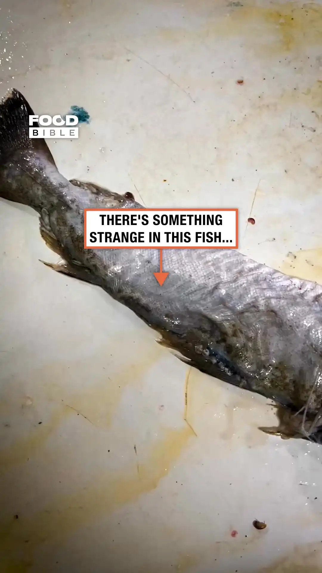 Fish Squirms From Worm 🥴🪱