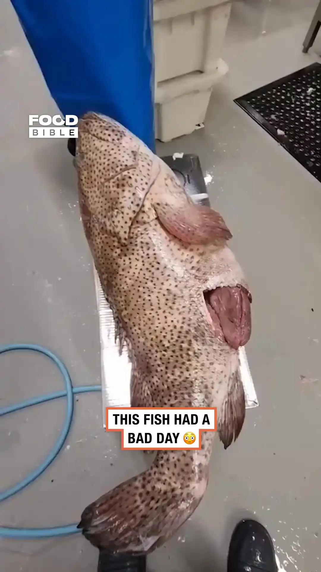 What's inside this fish 🐟
