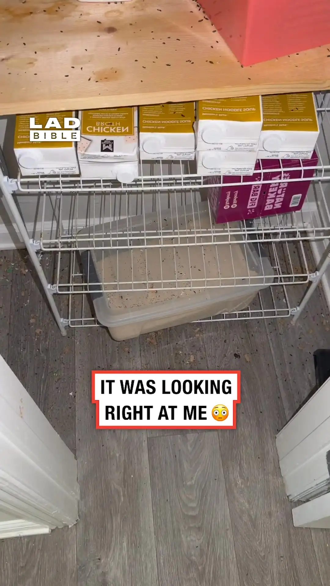 It was looking right at me 😳