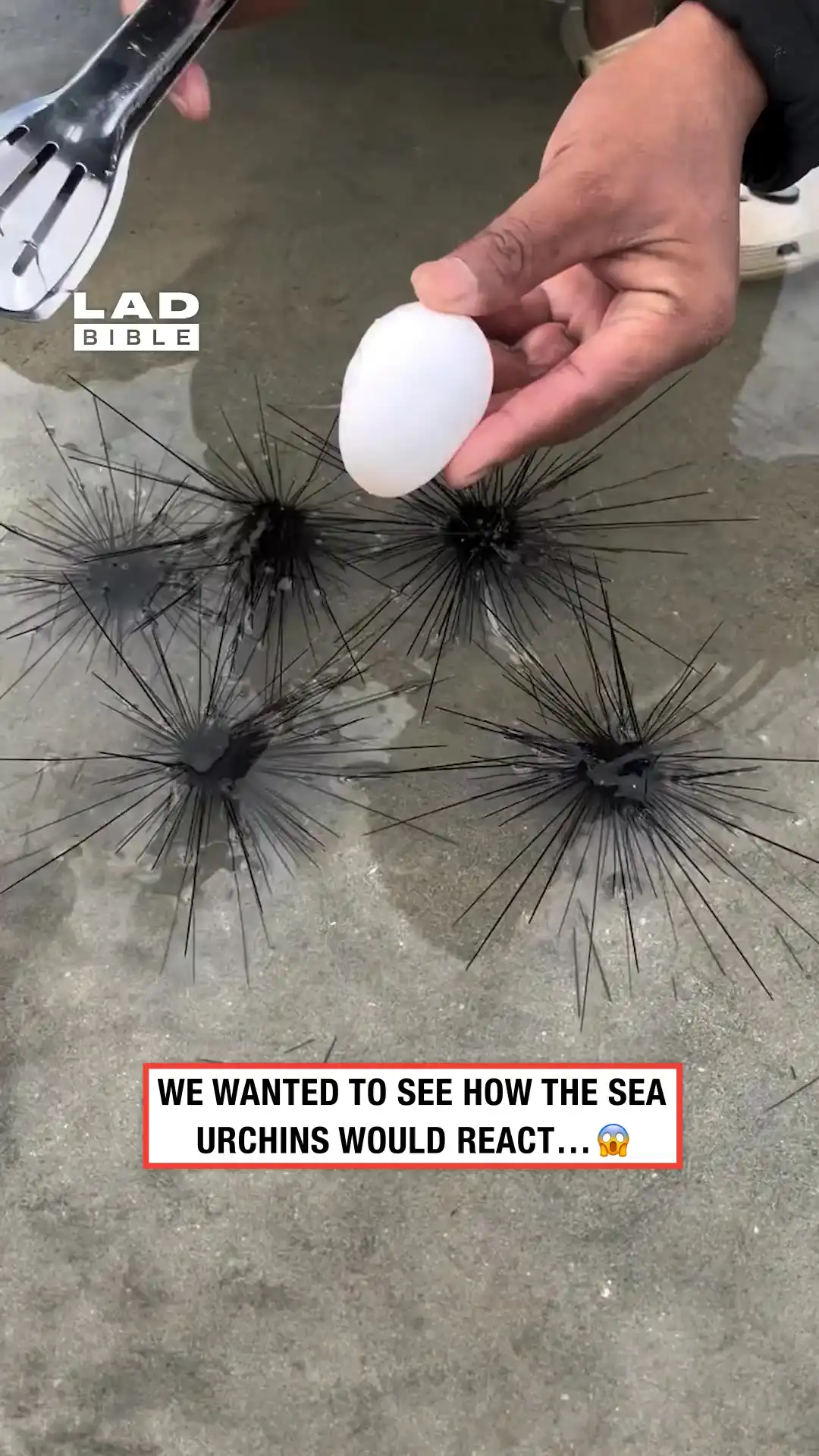 We wanted to see how the sea urchin reacted π±