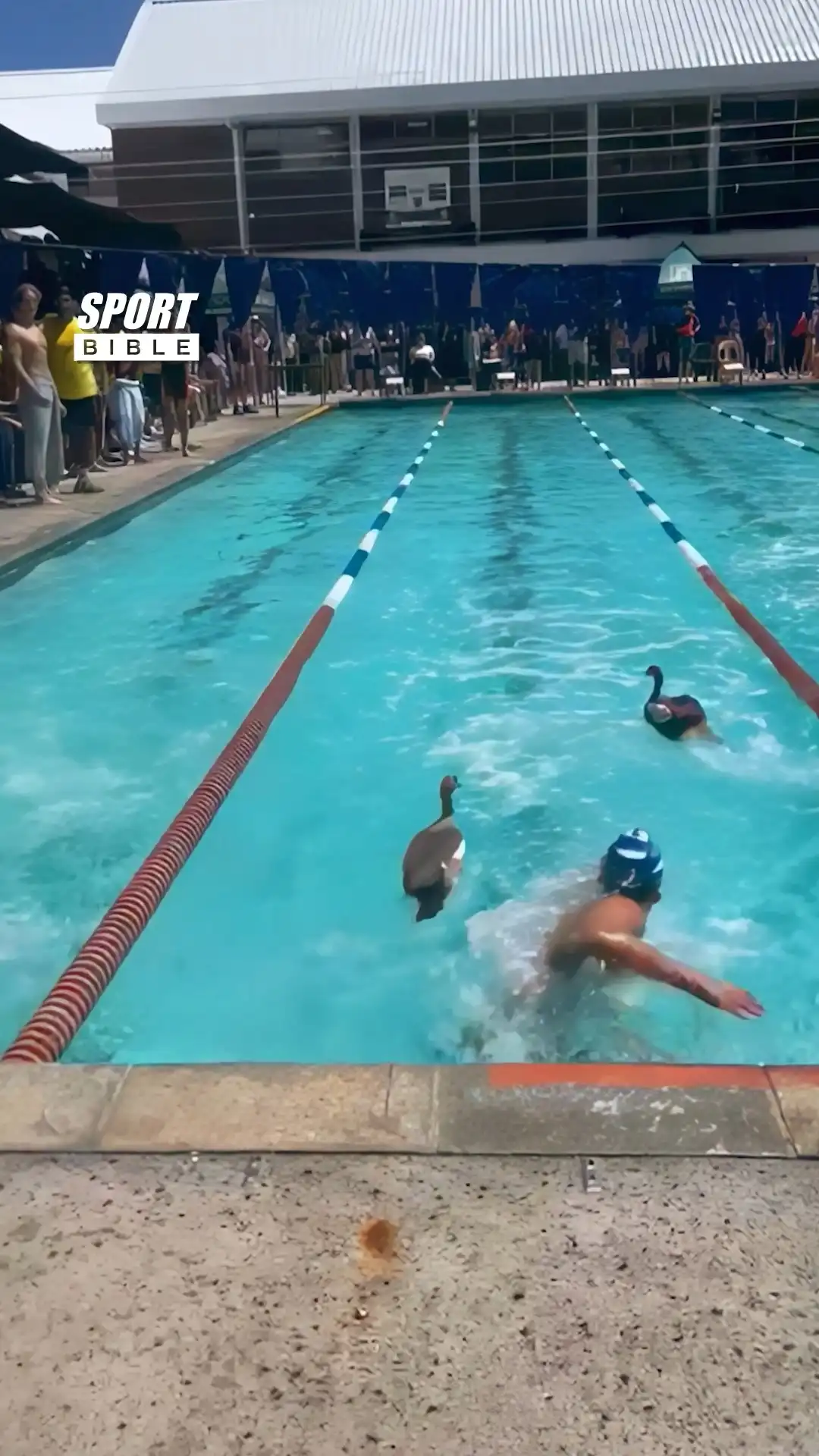 Ducks Join In Race 🦆🏊🏻‍♂️