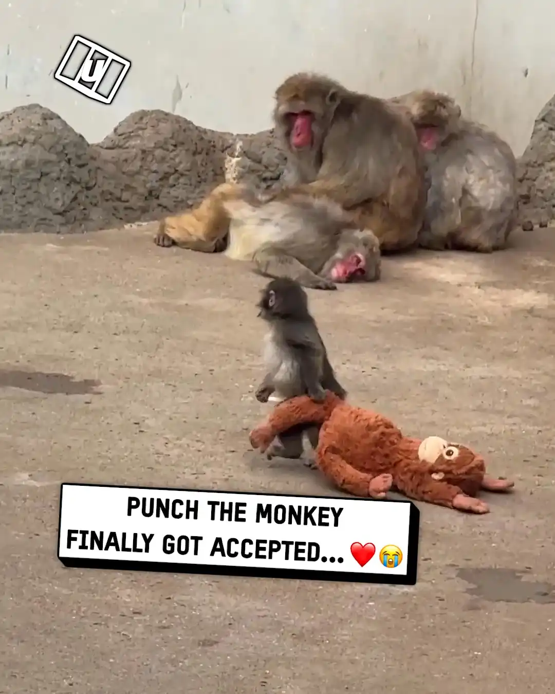 Punch the monkey gets accepted