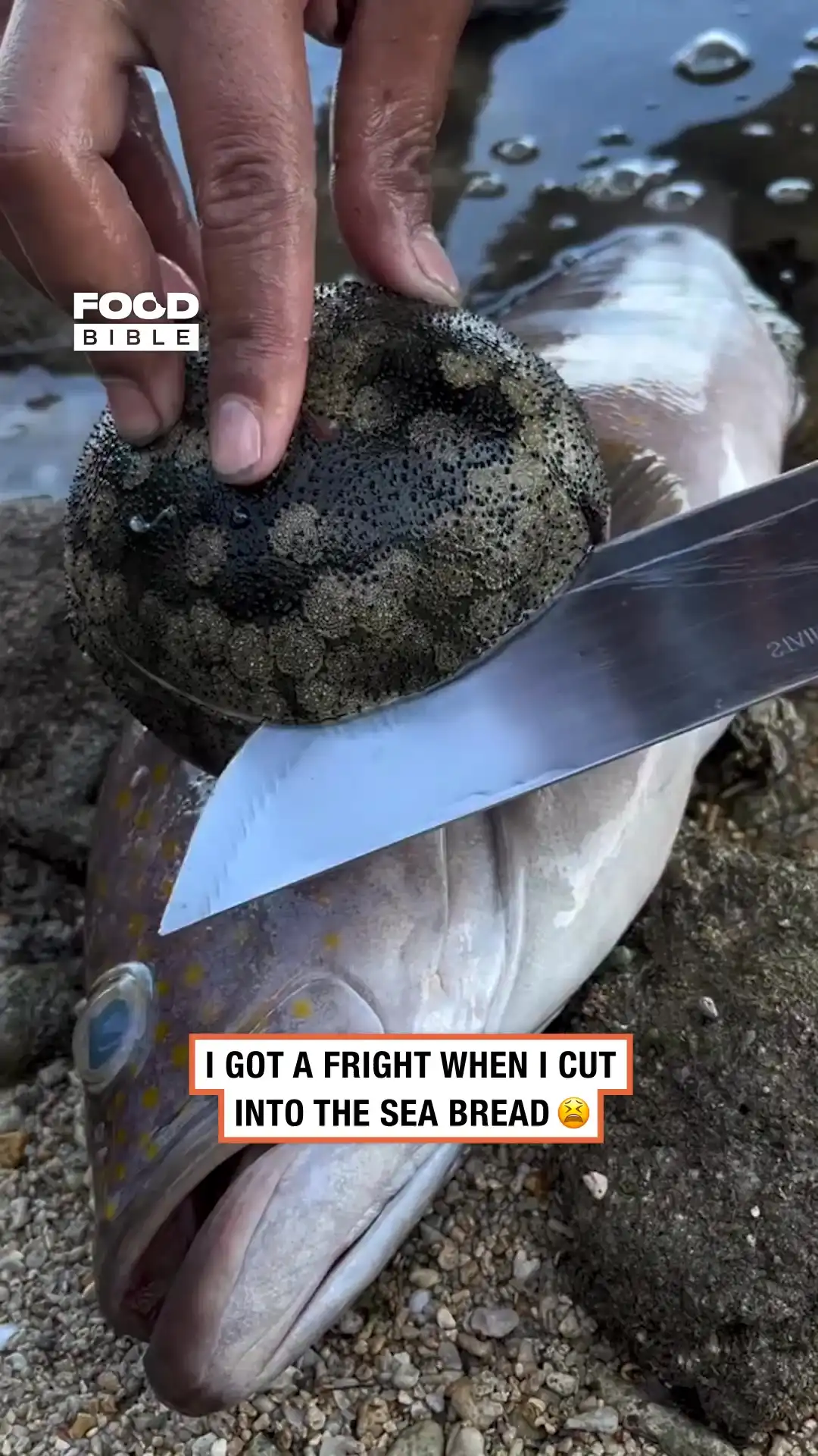 Sea bread reveal 🐙