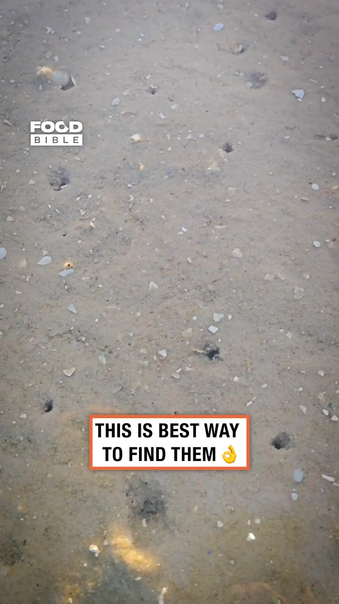 Sea Knife Extraction 🌊