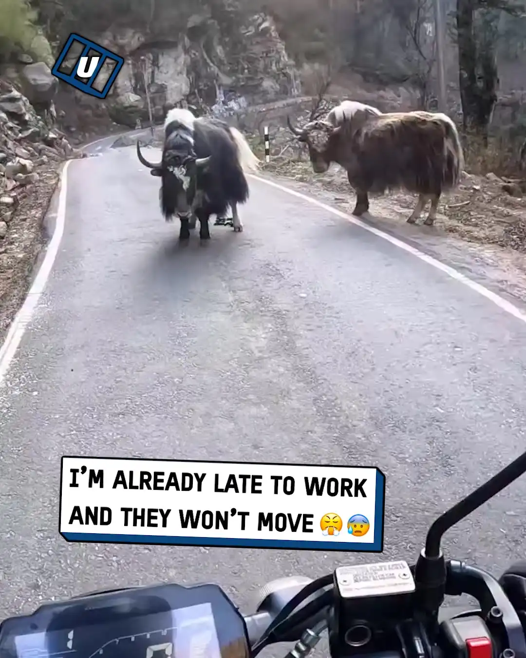 Playing chicken with giant yaks 🐔🤣