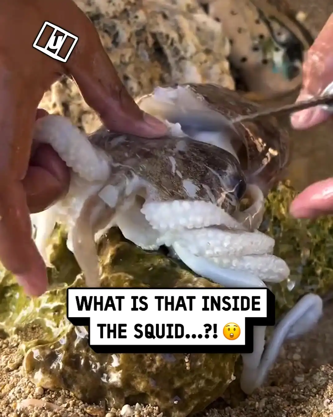 Pipe fish inside squid 🦑
