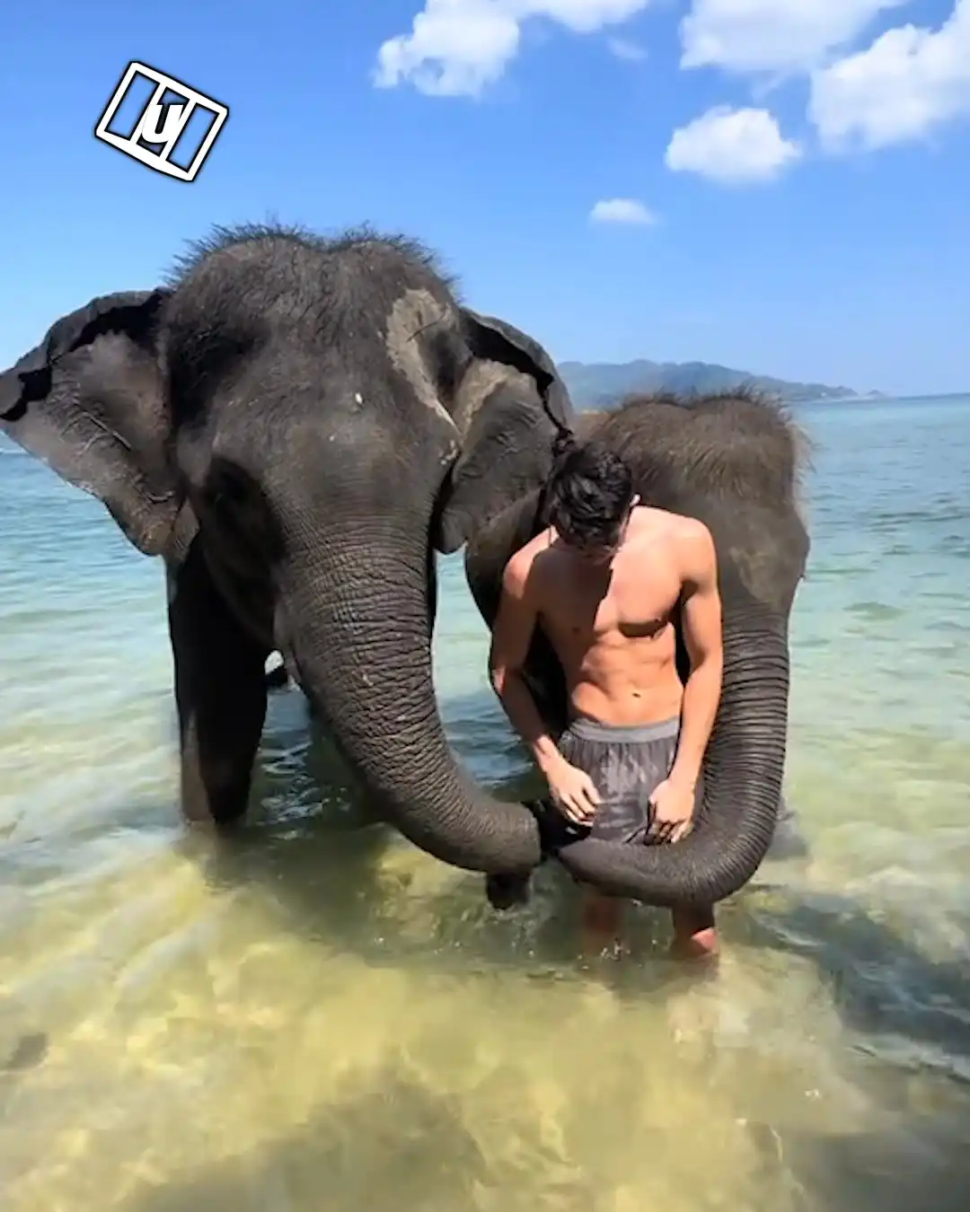 Elephant gets over excited 🐘🤣