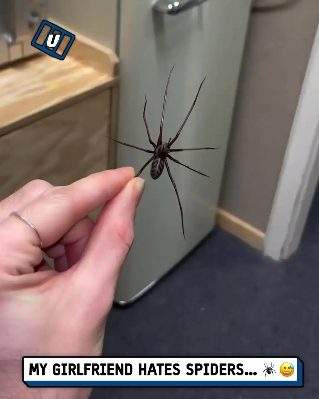 Hiding spider magnets around the house 🕷️😰