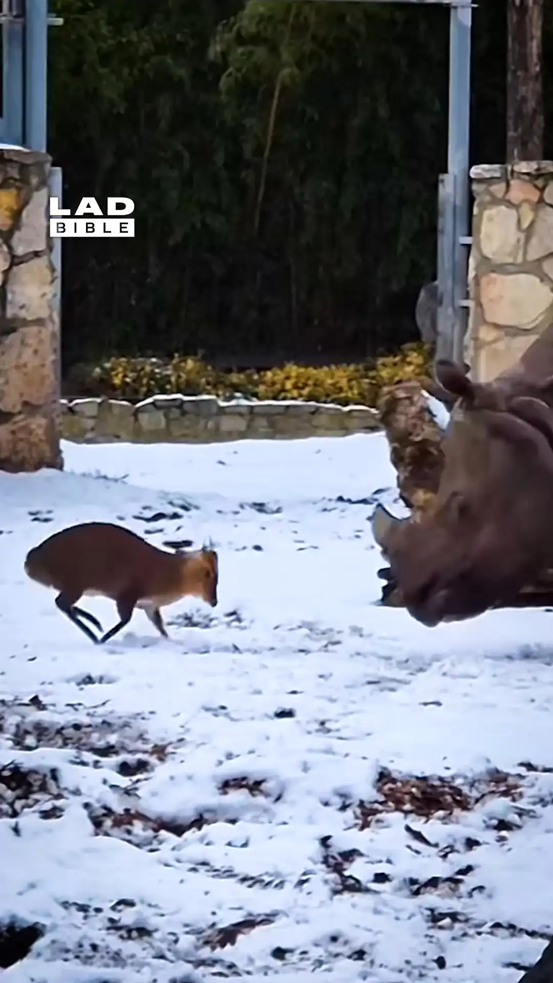 Tiny deer faces up against a rhino 😱