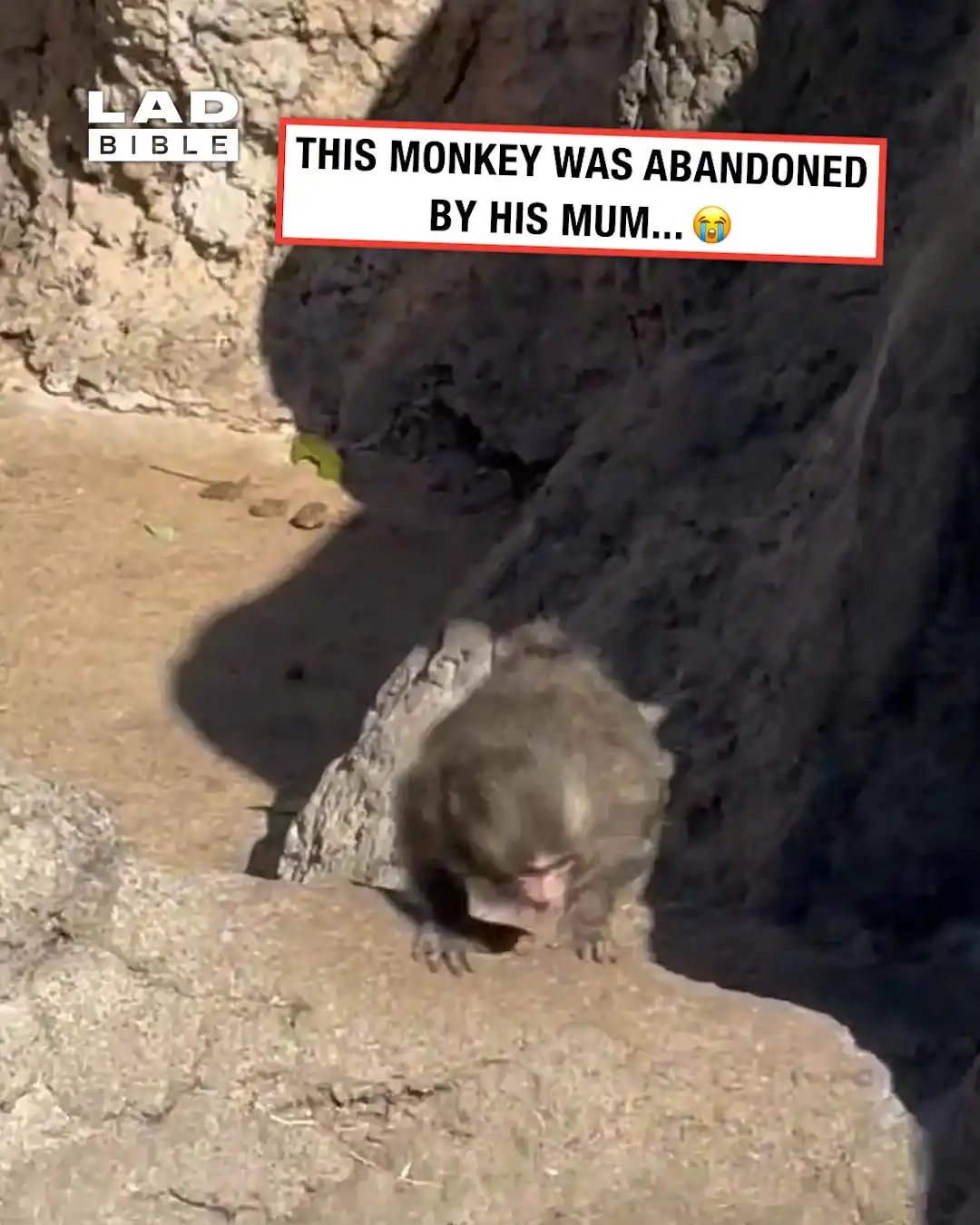 Monkey clings to stuffed toy after being abandoned 😭