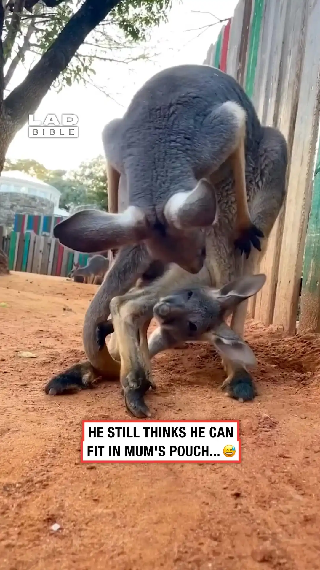 Young kangaroo is too big to fit in mum's pouch 😅🦘