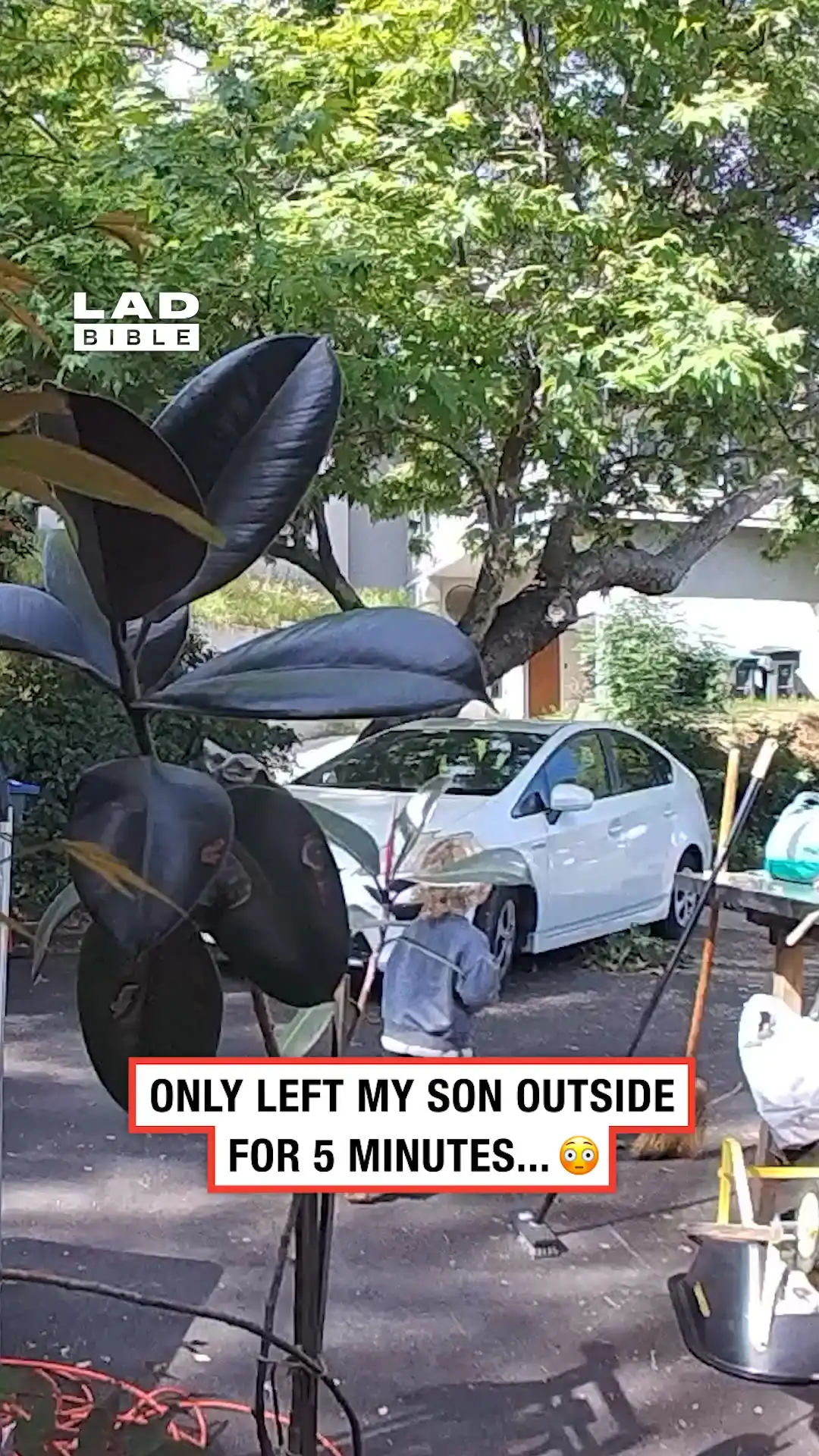 A coyote was hunting my son 😳